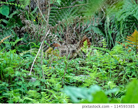A Phasianidae (Phasianidae) foraging in a fern patch 114593385