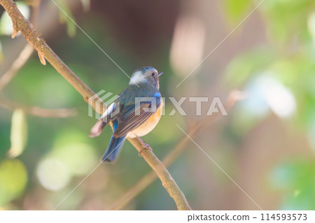 可愛的藍鶲（flycatcher）是一種快樂的藍色小鳥，會嘰嘰喳喳地叫著。位於日本千葉縣。拍攝於2024年新年。 114593573