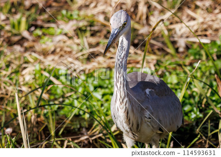 A beautiful Grey Heron (Ardeidae) resting in Chiba, Japan. Photographed in the New Year of 2024. 114593631