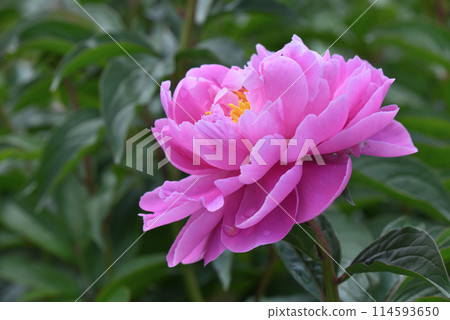 牡丹（Yoibeni葩） 114593650