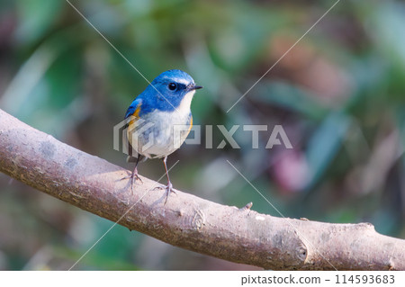 A cute bluebird of happiness singing, the Blue-and-White Flycatcher (Flycatcher family). In Chiba Prefecture, Japan. Photographed in the New Year of 2024. 114593683