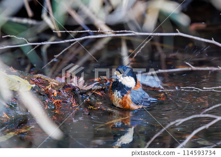 一隻可愛的鸚鵡（山雀家庭）在水中洗澡。位於日本千葉縣。拍攝於2024年新年。 114593734