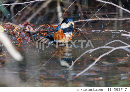一隻可愛的鸚鵡(山雀家庭)在水中洗澡。位於日本千葉縣。拍攝於2024年新年。 一隻可愛的鸚鵡(山雀家庭)在水中洗澡。位於日本千葉縣。拍攝於2024年新年。 114593747