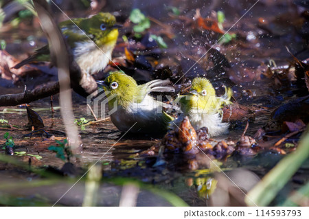 A cute Japanese white-eye (family: Metoptera) bathing in water. Chiba Prefecture, Japan. Photographed in the New Year of 2024. A cute Japanese white-eye (family: Metoptera) bathing in water. Chiba Prefecture, Japan. Photographed in the New Year of 2024. 114593793