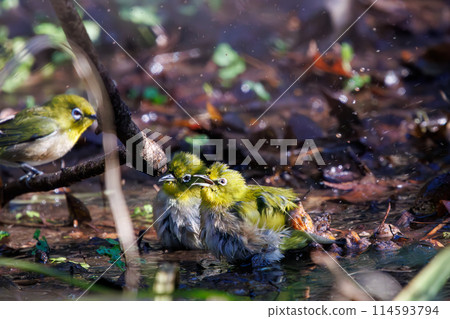 A cute Japanese white-eye (family: Metoptera) bathing in water. Chiba Prefecture, Japan. Photographed in the New Year of 2024. 114593794