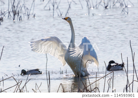 A beautiful flock of whooper swans (Anatidae) take off en masse from their roost early in the morning in Gunma Prefecture, Japan. 2024 A beautiful flock of whooper swans (Anatidae) take off en masse from their roost early in the morning in Gunma Prefecture, Japan. 2024 114593901