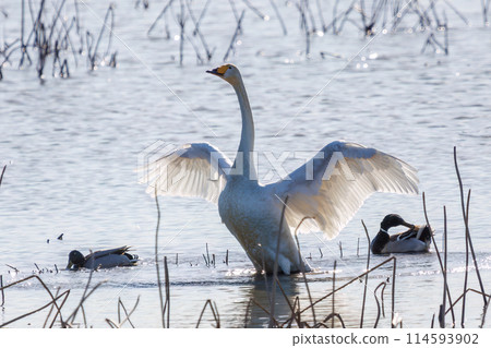 A beautiful flock of whooper swans (Anatidae) take off en masse from their roost early in the morning in Gunma Prefecture, Japan. 2024 A beautiful flock of whooper swans (Anatidae) take off en masse from their roost early in the morning in Gunma Prefecture, Japan. 2024 114593902