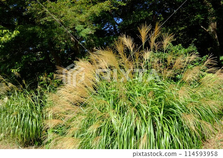 雜樹映襯下閃閃發光的蒲葦[相模原市津久井，10月] 114593958