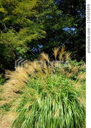 雜樹映襯下閃閃發光的蒲葦[相模原市津久井，10月] 114593959