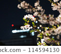 Night cherry blossoms and buildings 114594130