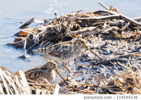 一對可愛的鷸（Liberidae）正在尋找食物。在日本群馬縣。拍攝於2024年新年。 114594136