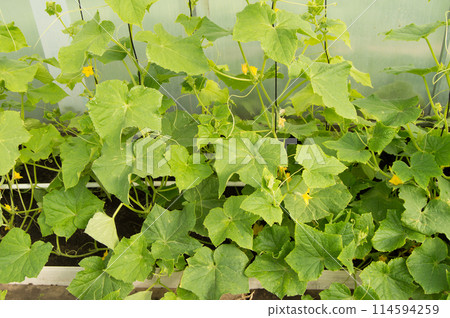 Green shoots of cucumbers, the flowers and young cucumbers, growing cucumbers in the greenhouse 114594259