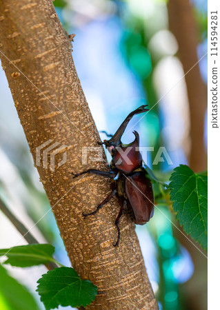 家養甲蟲 114594281