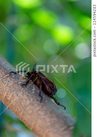Domestic rhinoceros beetle 114594283