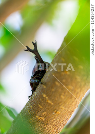 Domestic rhinoceros beetle 114594287