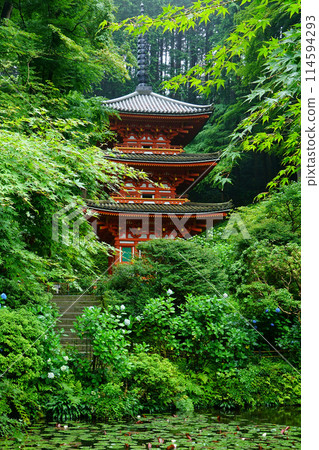 Iwafuneji Hydrangea 114594293
