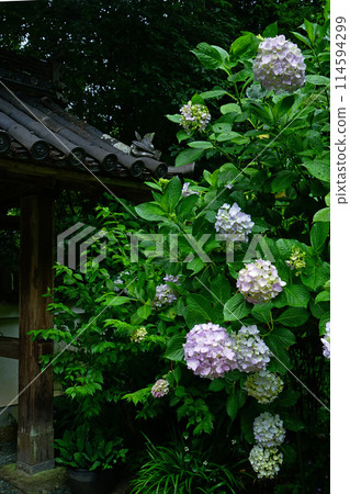 Iwafuneji繡球花 114594299