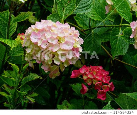 Iwafuneji Hydrangea 114594324