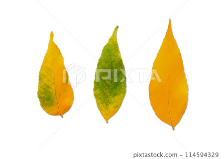 Fall Autumn Leaves Isolated on White Background. File with Clipping Path. Fall Autumn Leaves Isolated on White Background. File with Clipping Path. 114594329