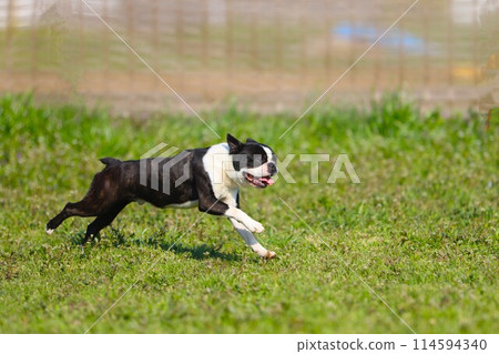 強壯的波士頓梗犬在春季狗跑中奔跑♡ 114594340
