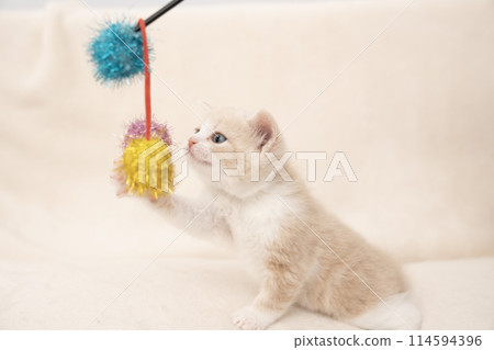 A kitten playing with a cat-brat 114594396