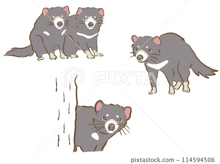 塔斯馬尼亞惡魔 114594506