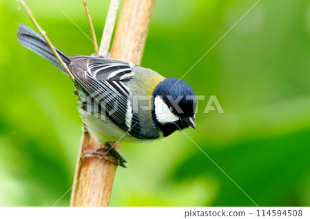 大山雀 大山雀 114594508
