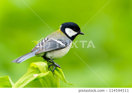 Great tit Great tit 114594511