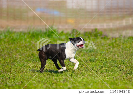 強壯的波士頓梗犬在春季狗跑玩耍♡ 強壯的波士頓梗犬在春季狗跑玩耍♡ 114594548