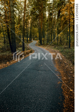 Road in the autumn forest 114594668