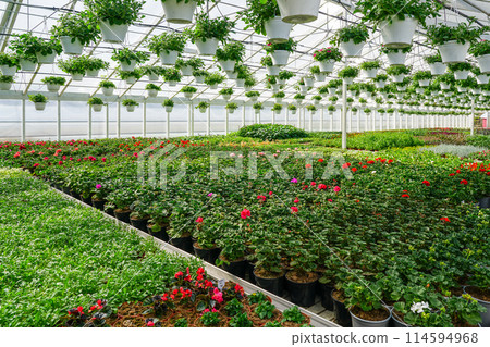 A large greenhouse with many flower plants in pots, also flower pots hanging from the ceiling A large greenhouse with many flower plants in pots, also flower pots hanging from the ceiling 114594968