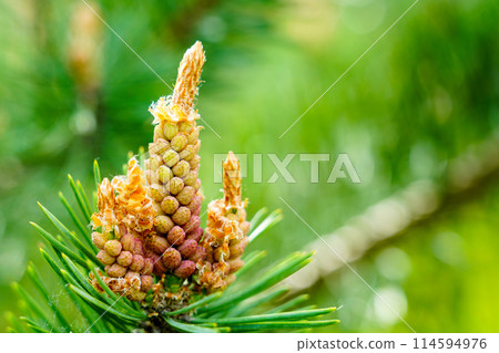 Pine flower on branch, flowering pine tree in spring, formation of new cones, pine blossom 114594976