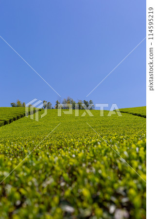 新鮮綠茶田、採收前的茶田 114595219
