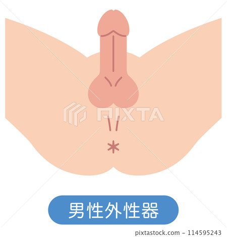 男性生殖器結構圖 114595243