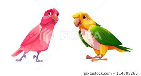 Parrot with bright colorful feathers. 114595266