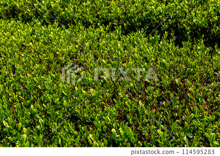 Fresh green tea fields Tea fields before harvesting Fresh green tea fields Tea fields before harvesting 114595283
