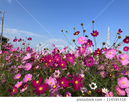 A field of cosmos flowers A field of cosmos flowers 114595316