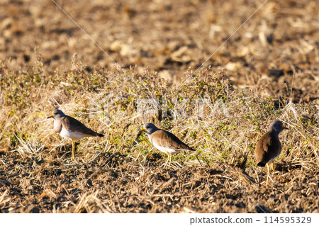 A flock of beautiful rice field aristocrats, the Black-eared Lapwings (Plover family). In Gunma Prefecture, Japan. Photographed in the New Year of 2024. 114595329