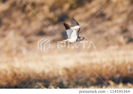 A flock of beautiful flying rice field nobles, the Black-eared Lapwings (Plover family). In Gunma Prefecture, Japan. Photographed in the New Year of 2024. 114595364