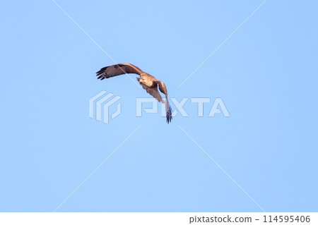 一隻美麗的禿鷹（鷹科）飛過蘆葦床去捕獵。在日本群馬縣。拍攝於2024年新年。 114595406