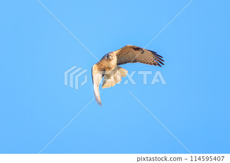 A beautiful buzzard (Accipitridae) soaring over the reeds to hunt. Gunma Prefecture, Japan. Photographed in the New Year of 2024. A beautiful buzzard (Accipitridae) soaring over the reeds to hunt. Gunma Prefecture, Japan. Photographed in the New Year of 2024. 114595407