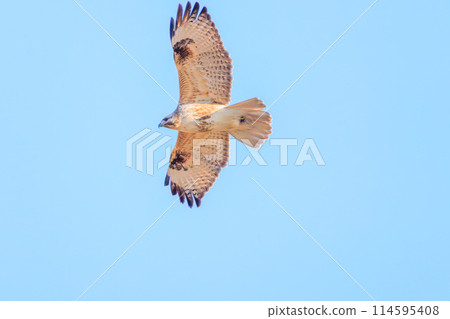 一隻美麗的禿鷹（鷹科）飛過蘆葦床去捕獵。在日本群馬縣。拍攝於2024年新年。 114595408