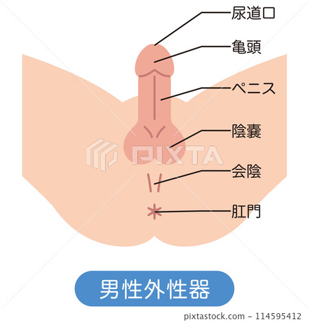 男性生殖器結構圖 114595412