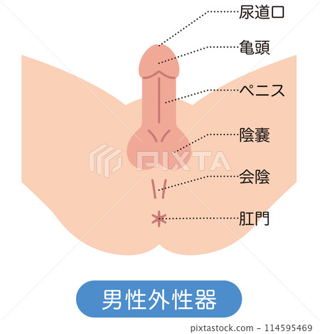 男性生殖器結構圖 114595469