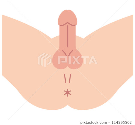 View of a man's crotch from below. Male reproductive organs. Structure. View of a man's crotch from below. Male reproductive organs. Structure. 114595502