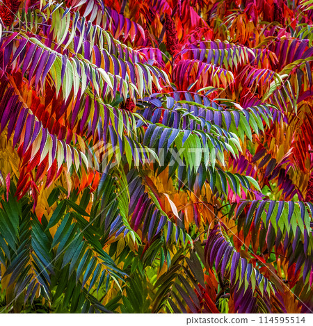 Bright colors of autumn Bright colors of autumn 114595514