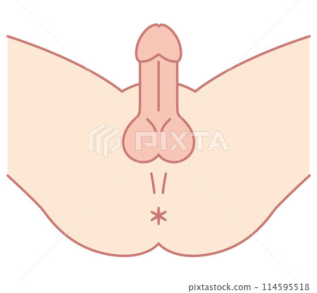 男性生殖器結構圖 男性生殖器結構圖 114595518