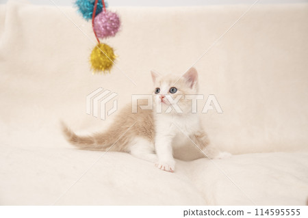 A kitten playing with a cat-brat 114595555
