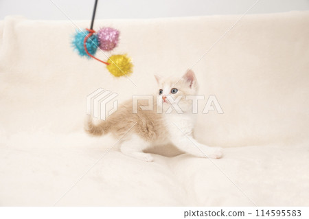 使用與貓搗蛋鬼的小貓 114595583