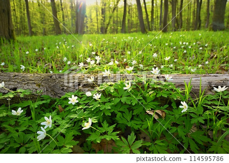 Beautiful little spring flower in the forest. (Anemonoides nemorosa) Spring time in nature. Colorful landscape with trees at sunset. Beautiful little spring flower in the forest. (Anemonoides nemorosa) Spring time in nature. Colorful landscape with trees at sunset. 114595786